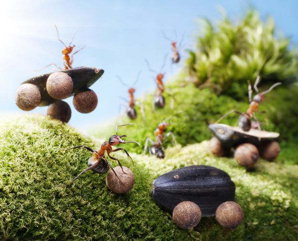 تصادف ماشین در مسابقات مورچه ها داستان مورچه ها