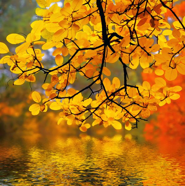 در این عکس چوب زیبای پاییزی نشان داده شده است