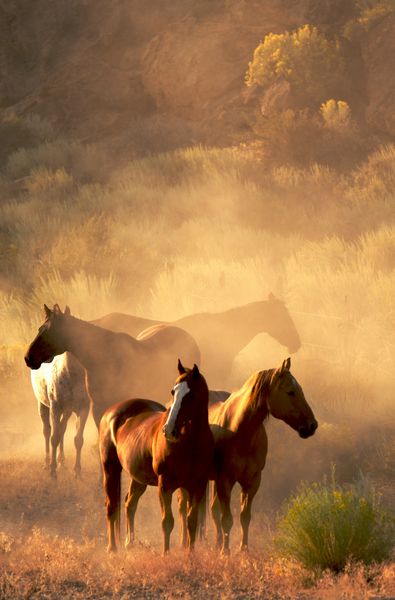 جمع آوری مسالمت آمیز چهار اسب در غروب خورشید در صحرا