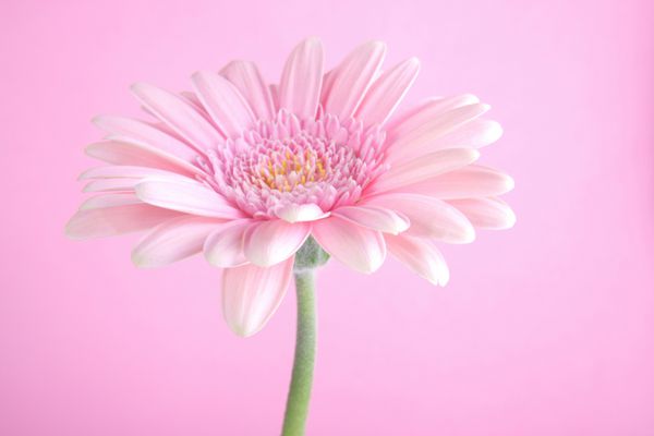 گل - دیزی گربر رنگ صورتی نمای ماکرو