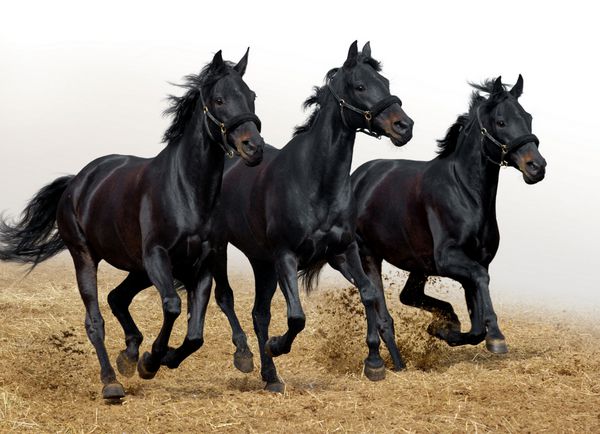 اسب های سیاه