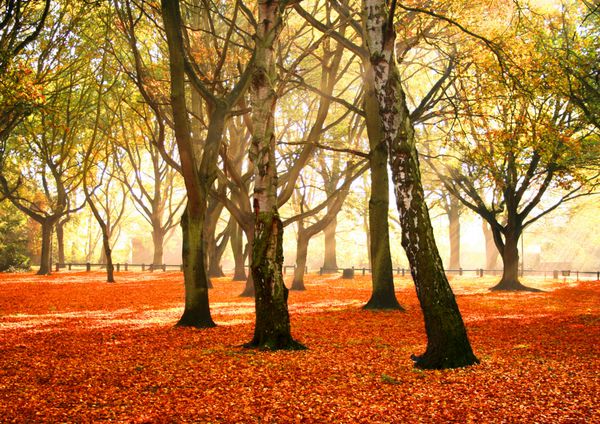 پارکی زیبا در پاییز با زمین پوشیده از برگ های افتاده پاییزی
