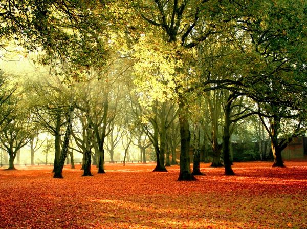 پارکی آرام و زیبا در رنگ‌های روشن پاییزی با برگ‌های رنگارنگی که زمین را پوشانده است