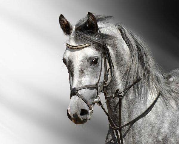 اسب خاکستری داپلی عربی