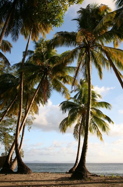 درختان نخل در ساحل دریا در جمهوری دومینیکن