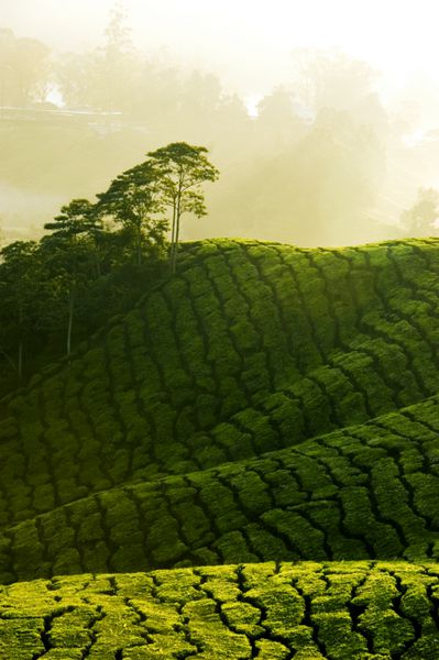 صبح مه آلود در مزرعه چای در کامرون هایلند مالزی