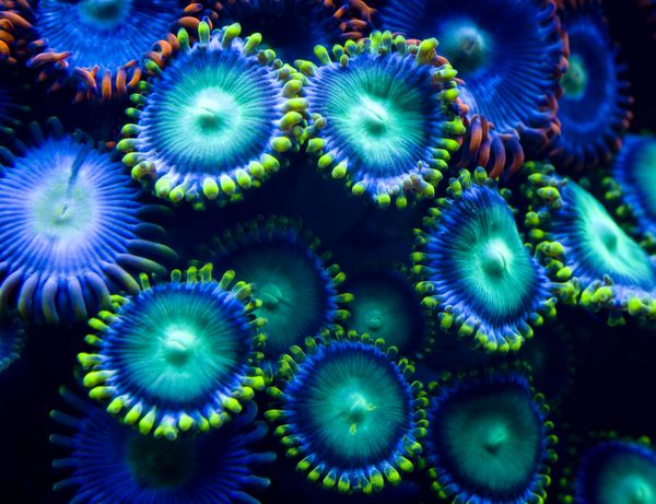این کلونی از مرجان‌های zoanthid رنگی مختلف است که تنوع را نشان می‌دهد