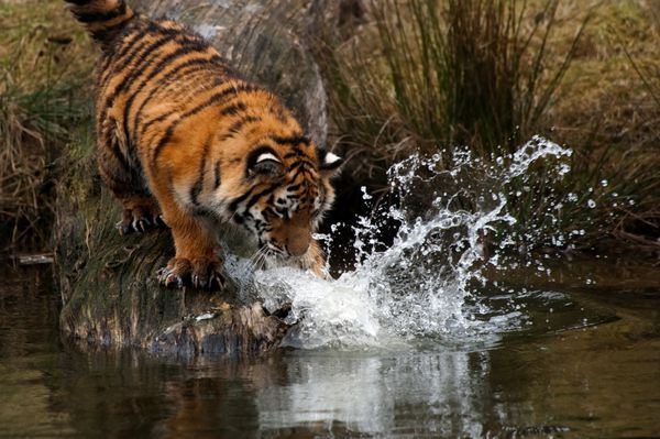 توله ببر ناز سیبری در حال تلاش برای گرفتن ماهی Panthera tigris altaica