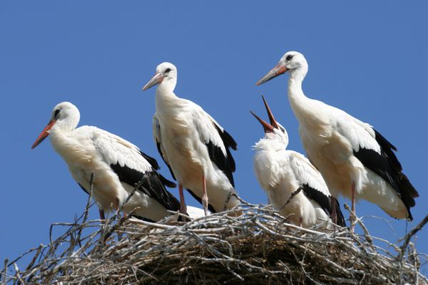 خانواده لک لک در لانه