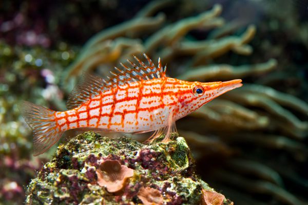 یک ماهی دریایی استوایی قرمز رنگی نشسته