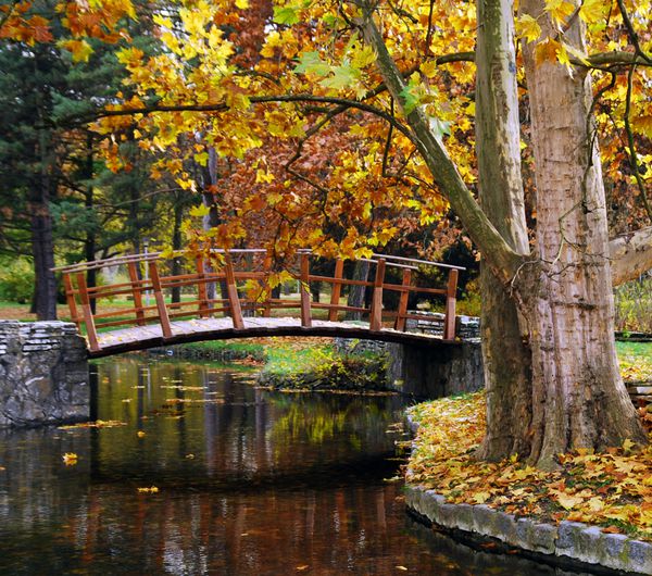 پل چوبی در پارک در پاییز