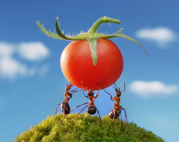 سه مورچه گوجه فرنگی تازه در دست دارند