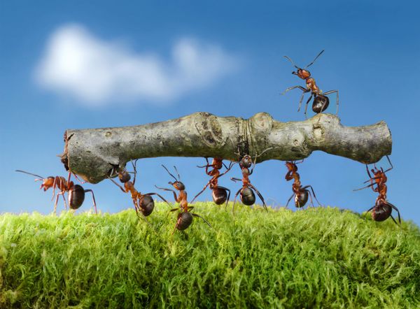 مورچه ها کنده چوب را با سر بر روی آن حمل می کنند