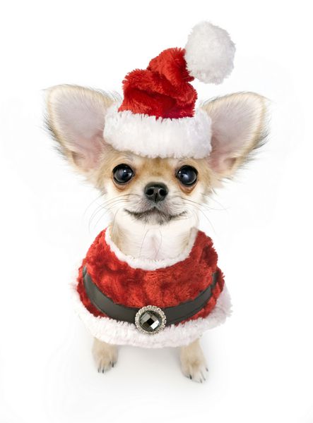 توله سگ چیهواهوا کریسمس با لباس بابانوئل جدا شده در پس زمینه سفید