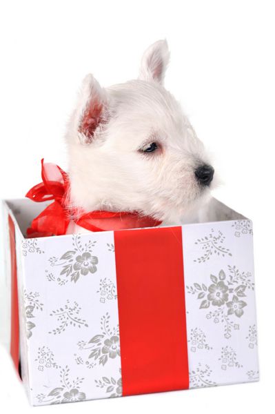 توله سگ سفید سرگرم کننده با روبان قرمز در جعبه پرتره