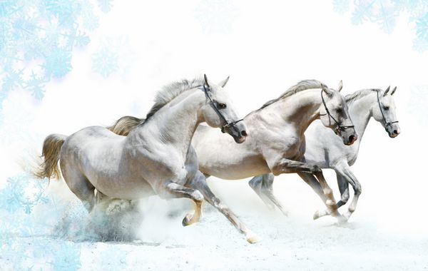 سه اسب در برف