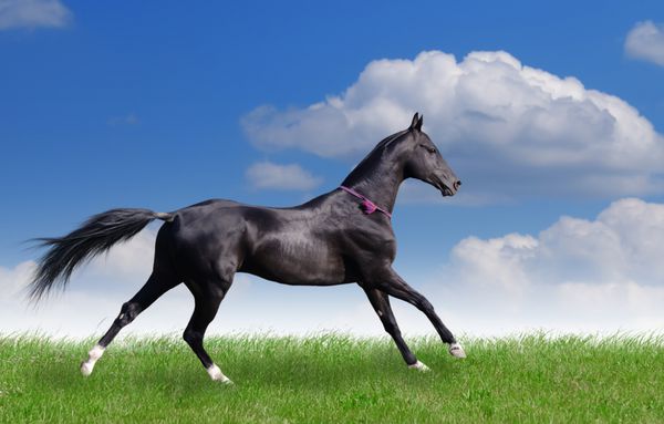 اسب زیبای آخال تکه در زمین تاخت و تاز می کند