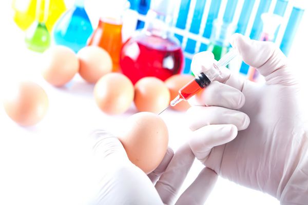 ارگانیسم اصلاح شده ژنتیکی تخم مرغ در آزمایشگاه