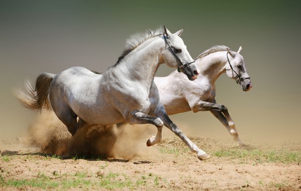 دو اسب نر در گرد و غبار