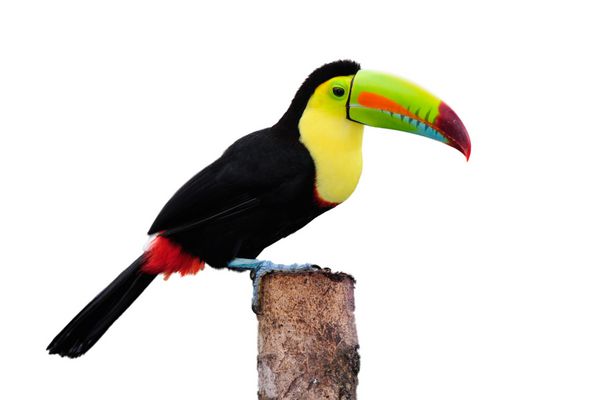 Keel Billed Toucan از آمریکای مرکزی جدا شده روی سفید