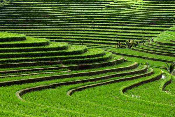 مزارع برنج تراس بالی اندونزی
