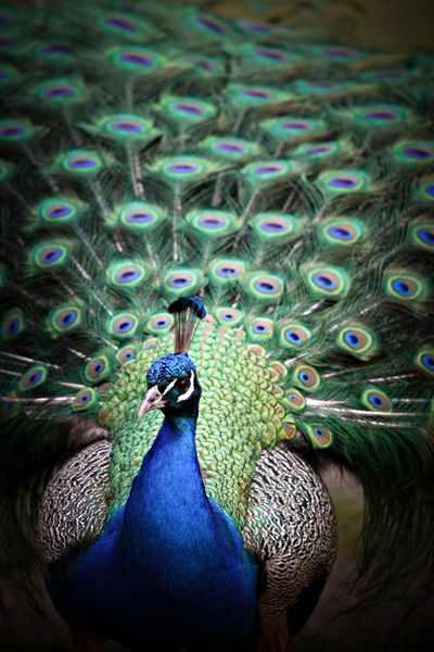 طاووس زیبا پرهای خود را نشان می دهد