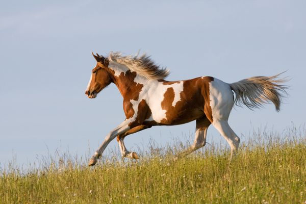 اسب آپالوسا جوان خوب می دود
