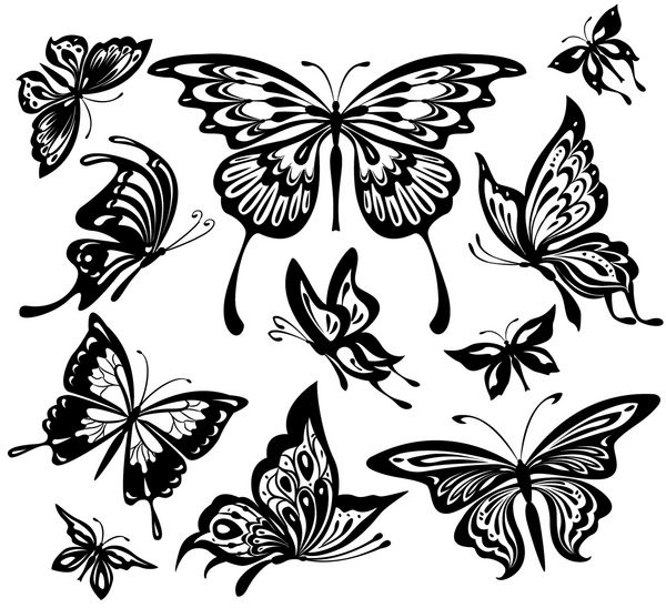 پروانه های سیاه و سفید