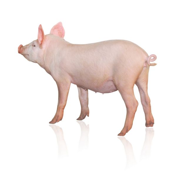 خوکی که در پس زمینه سفید نشان داده شده است