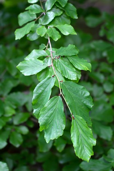 شاخه ای از چوب آهن ایرانی Parrotia persica