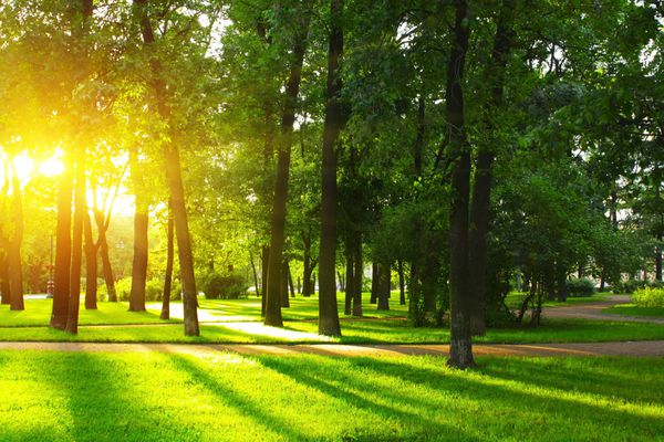 غروب آفتاب در پارک با درختان و چمن سبز