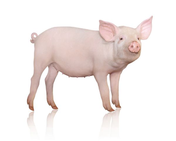 خوکی که در پس زمینه سفید نشان داده شده است