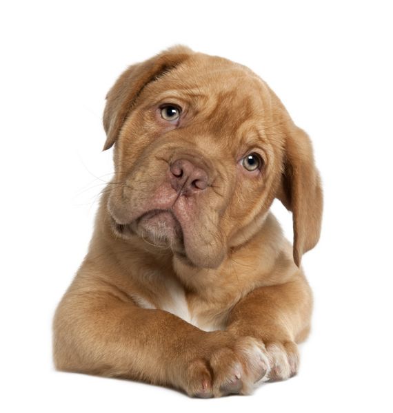 توله سگ Dogue de Bordeaux 10 هفته در مقابل پس زمینه سفید دراز کشیده است