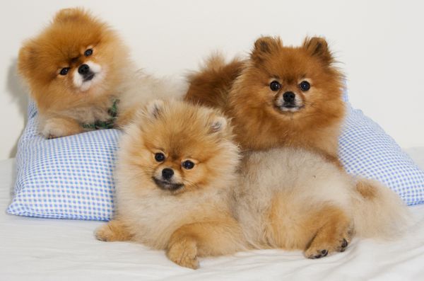 سگ‌های اسپیتز پامرانیا در یک گروه خانوادگی عکسبرداری کردند