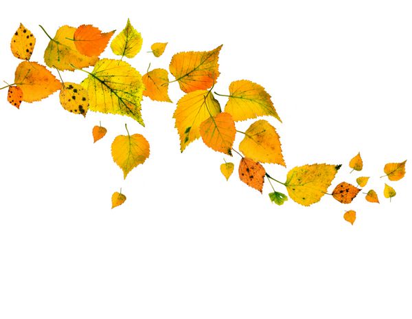 قاب حاشیه ای از برگ های رنگی پاییزی که بر روی پس زمینه سفید می ریزند