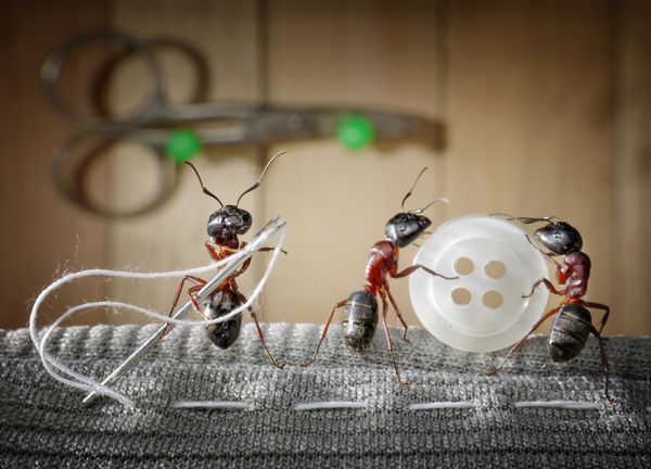مورچه خیاط و تیم خیاطی مورچه ها با سوزن می پوشند