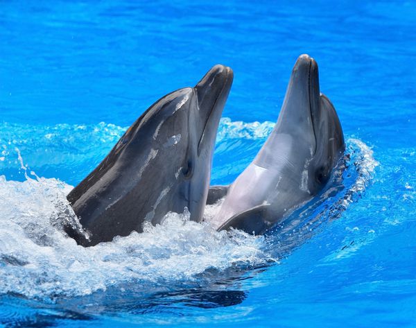 دو دلفین در حال شنا در آب آبی