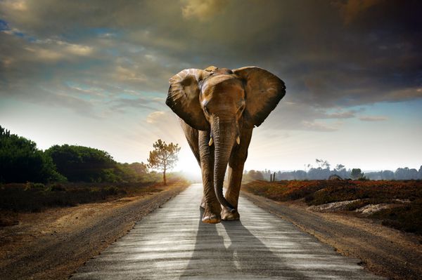 فیل مجردی که در جاده ای با خورشید از پشت راه می رود