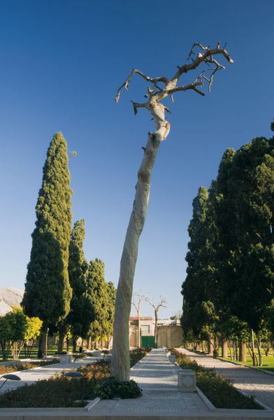درختی کهنسال در باغ جهان نما شیراز