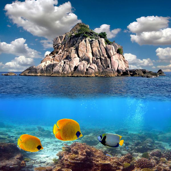 بهشت گرمسیری و مرجان ها در بالای صخره جزیره کو تائو تایلند