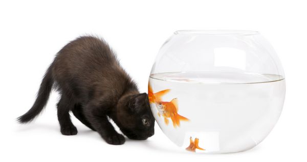 بچه گربه سیاه که به ماهی قرمز نگاه می کند Carassius Auratus در حال شنا در کاسه ماهی در مقابل پس زمینه سفید