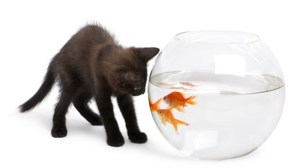 بچه گربه سیاه که به ماهی قرمز نگاه می کند Carassius Auratus در حال شنا در کاسه ماهی در مقابل پس زمینه سفید