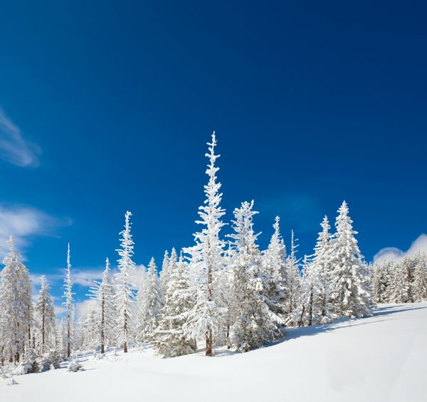 درختان صنوبر زمستانی پوشیده از برف در دامنه کوه در پس زمینه آسمان آبی