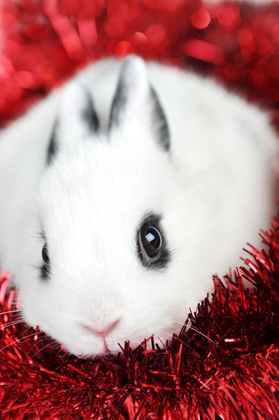 خرگوش زیبای کوچک با گلدسته قرمز جدا شده