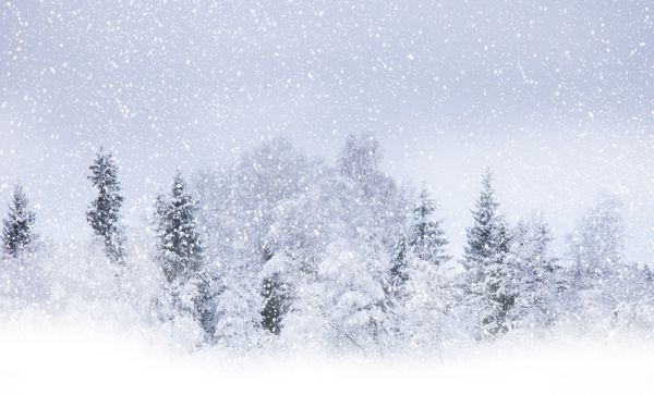 نمایی از درختان کریسمس در میان برف آسمان آبی دانه های برف درختان مه