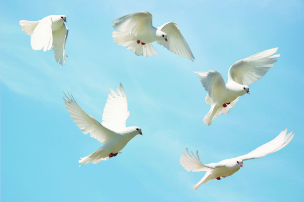 ترکیبی از یک کبوتر سفید زیبا در حال پرواز پس زمینه آسمان آبی