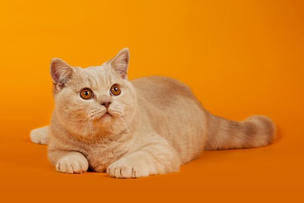 گربه بریتانیایی در پس زمینه نارنجی