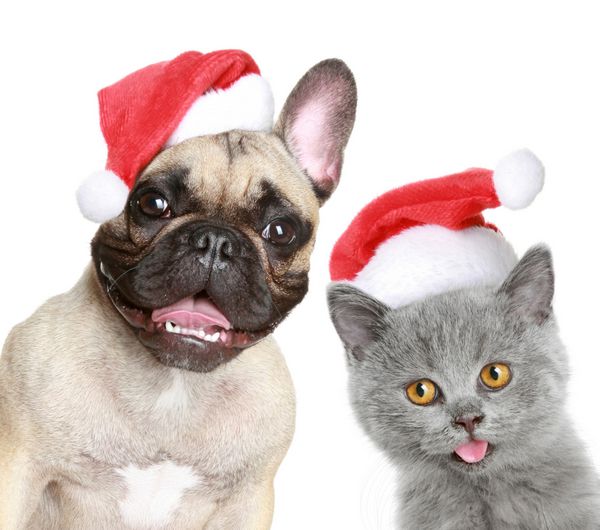 بولداگ فرانسوی و بچه گربه با کلاه قرمز کریسمس در زمینه سفید