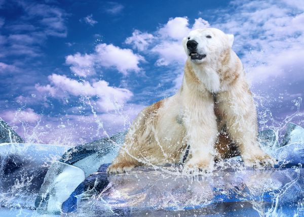 شکارچی خرس قطبی سفید روی یخ در قطرات آب