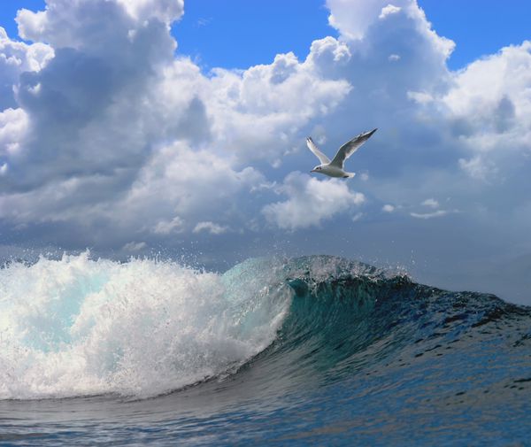منظره دریایی زیبا با امواج پر سر و صدا و مرغ دریایی در آسمان آبی با ابرها